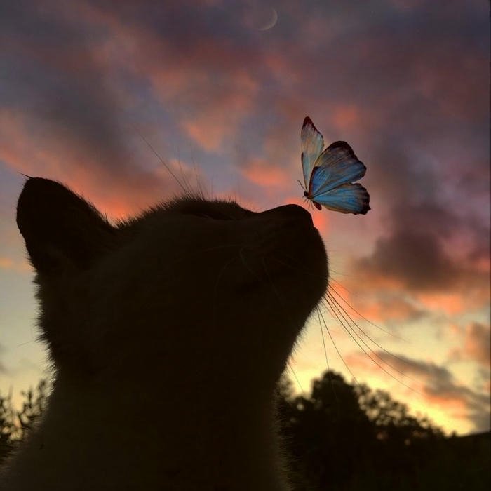 Butterfly Cute DP picture