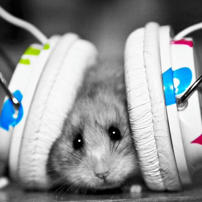 Cute Music DP wallpaper