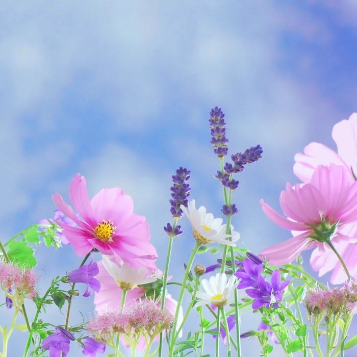 Flower DP for WhatsApp aesthetic