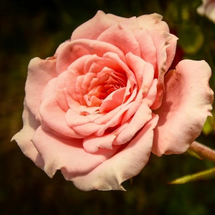 Flower DP for WhatsApp hd