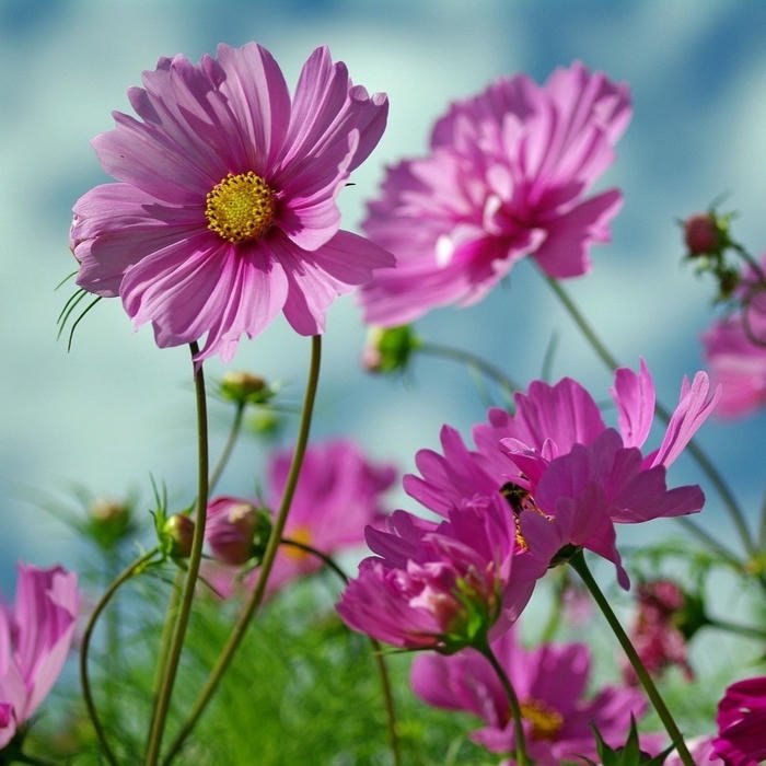 Flower DP for WhatsApp icon