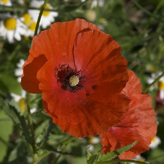 Flower DP for WhatsApp image