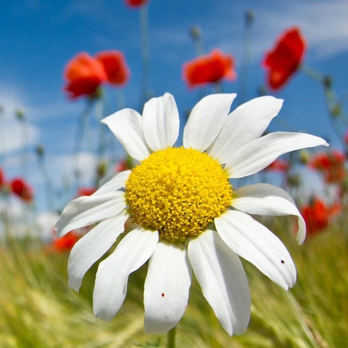 Flower DP for WhatsApp photo