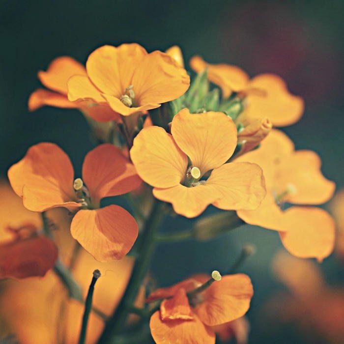 Flower DP for WhatsApp pic