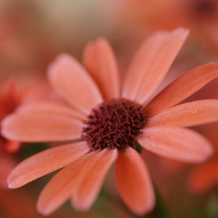 Flower DP for WhatsApp profile