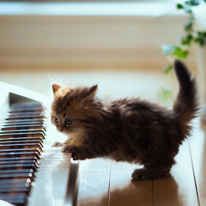 Music DP Cute feel