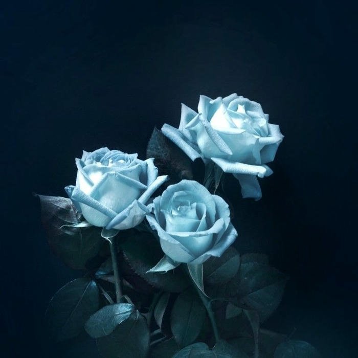 Rose Flower DP wallpaper