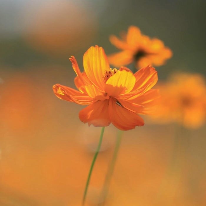 aesthetic Flower DP for WhatsApp