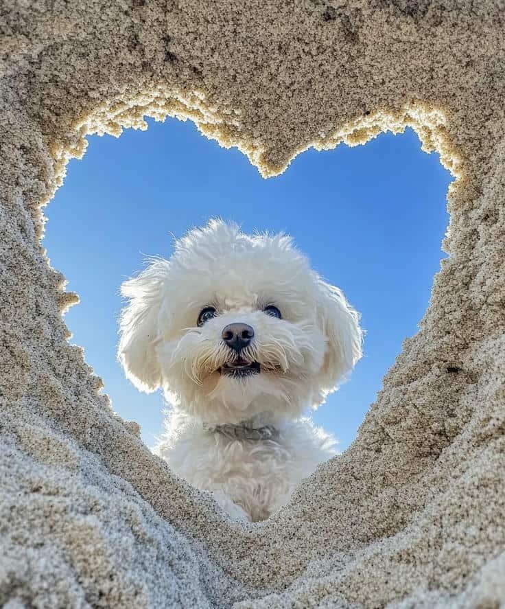 aesthetic puppy images capturing gentle charming dog looks