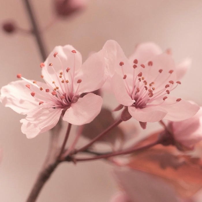 beautiful Flower DP for WhatsApp