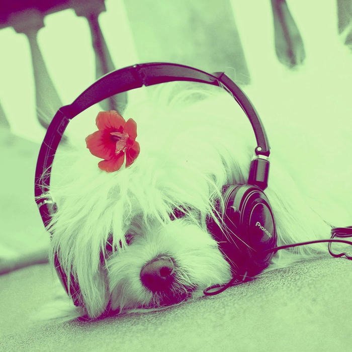 calm Cute Music DP
