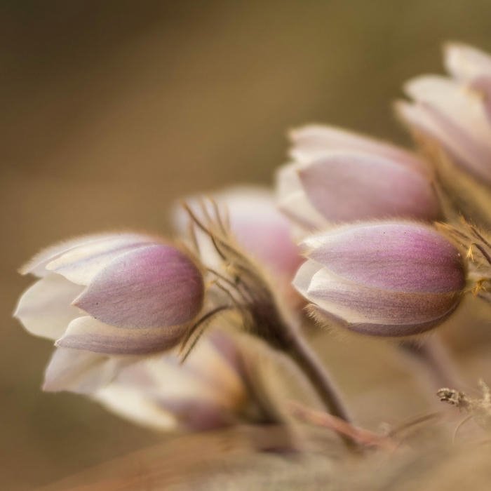 classic Flower DP for WhatsApp