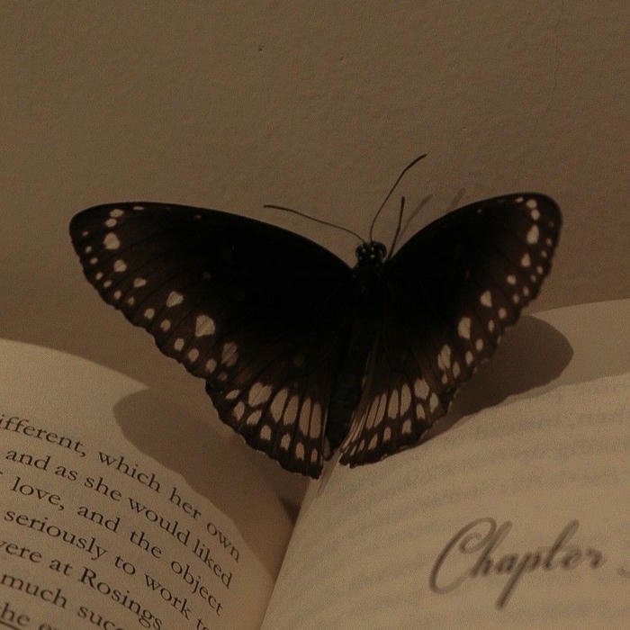 creative Cute Butterfly DP