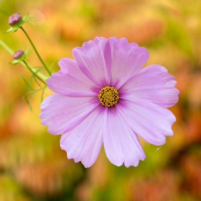 cute Flower DP for WhatsApp