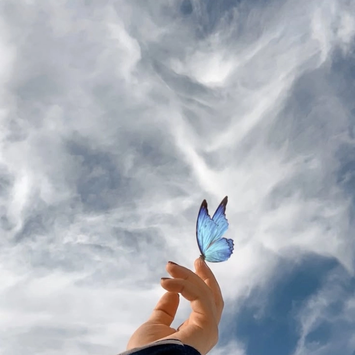butterfly hd dp