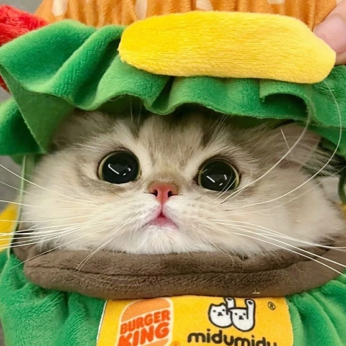 cat dp for fb 