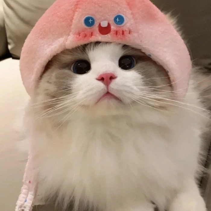 cat and dog dp 