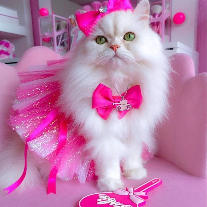 beautiful cat dp 
