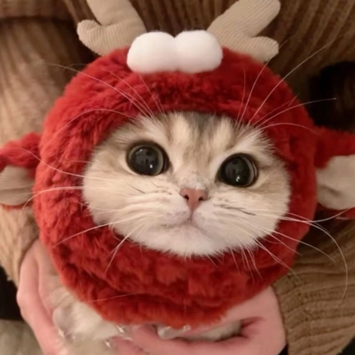 cute couple cat pics for dp 