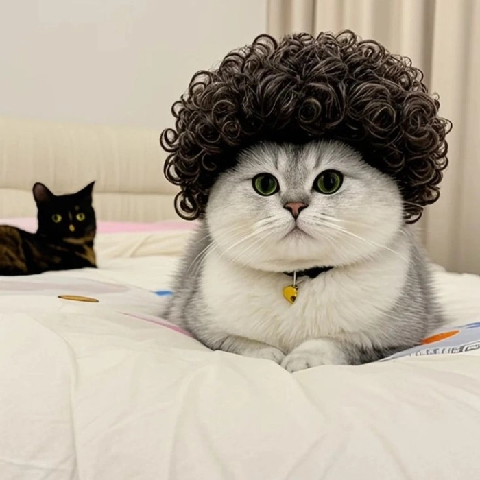cat photo download dp 