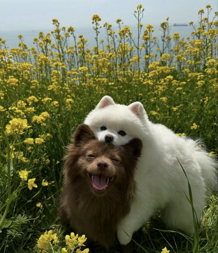 cute dog dp images with bright happy visual energy