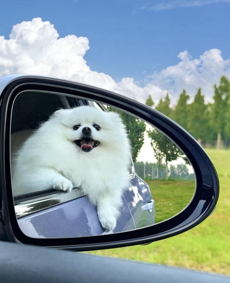 cute dog wallpaper photos with bright soft color harmony
