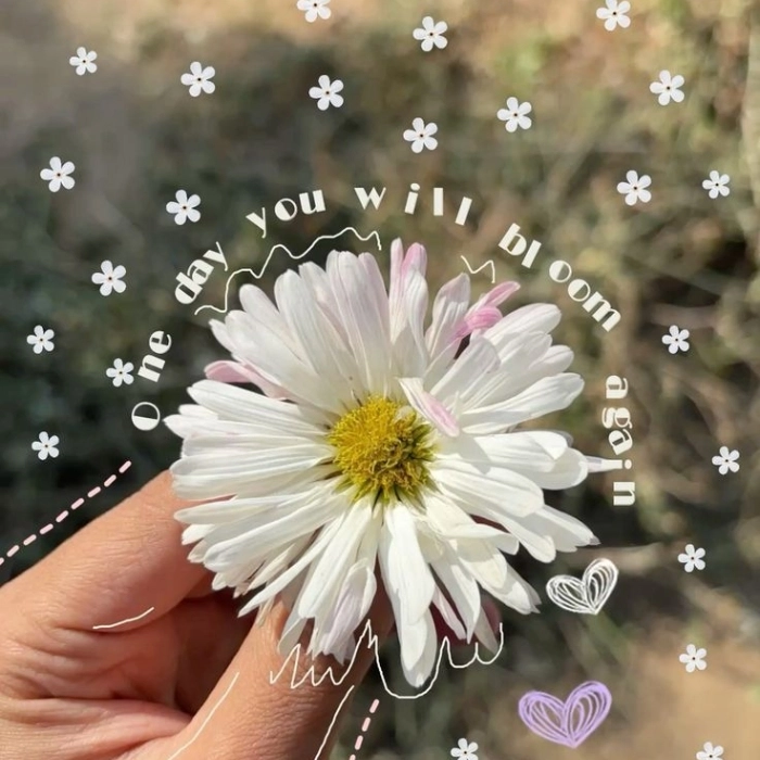 beautiful flowers dp 