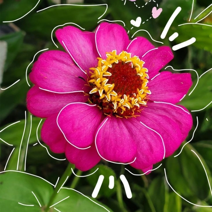 flower whatsapp dp images 