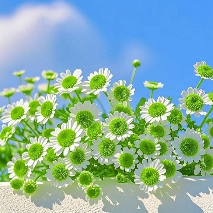 flower images for dp 