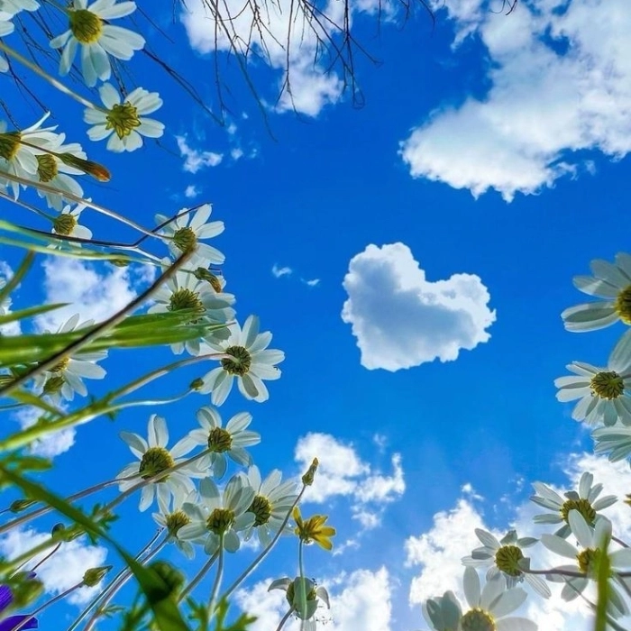 flowers dp images 