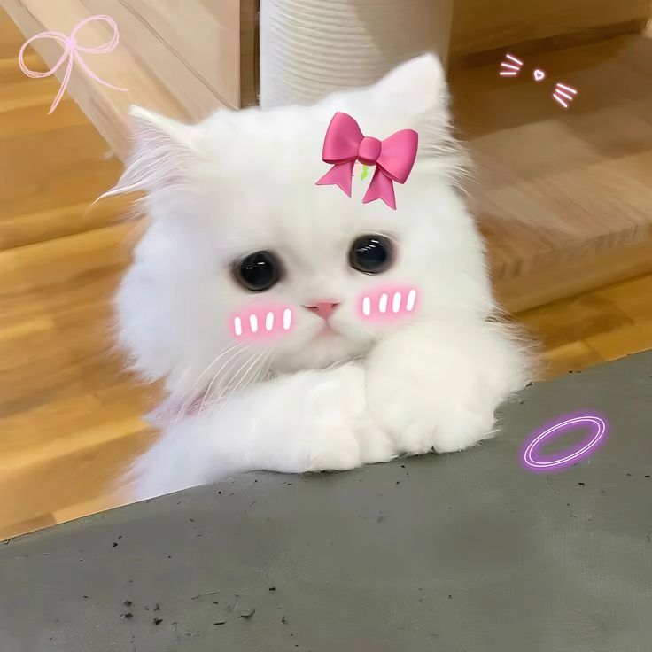 girl with kitten dp