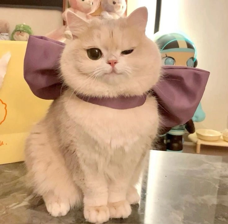 cat kitten picture for dp