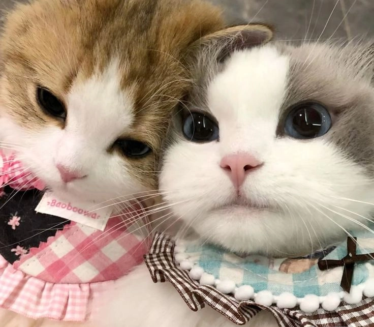 kitten dp for whatsapp