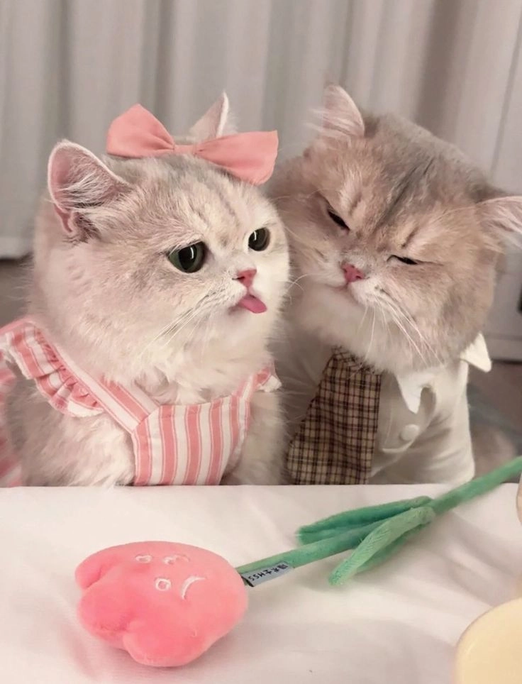 baby cute kitten images for dp