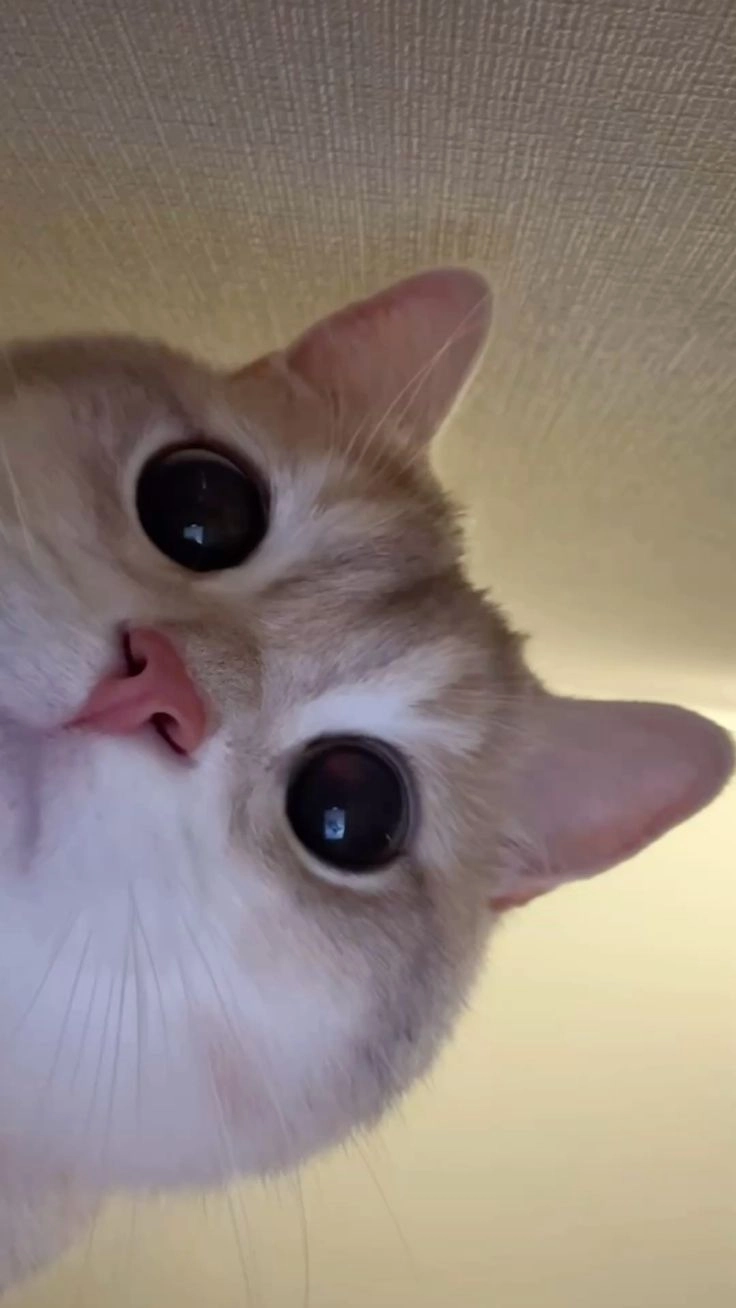 tiny kitten images for dp 