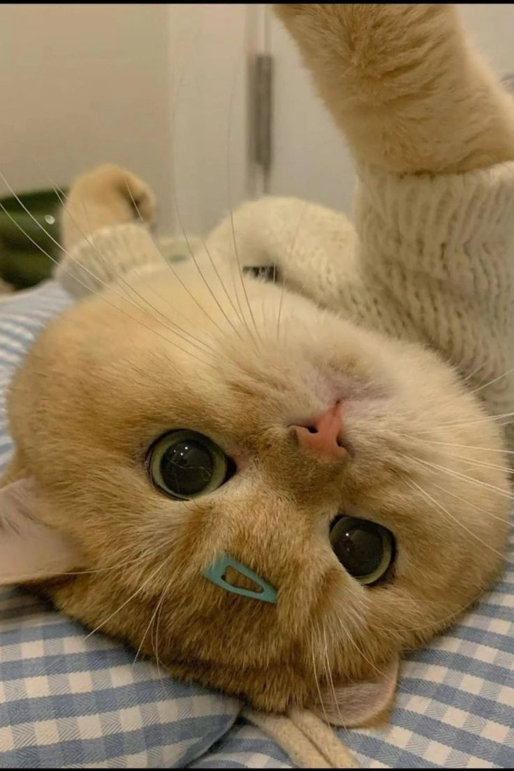 cute kittens pic for whatsapp dp