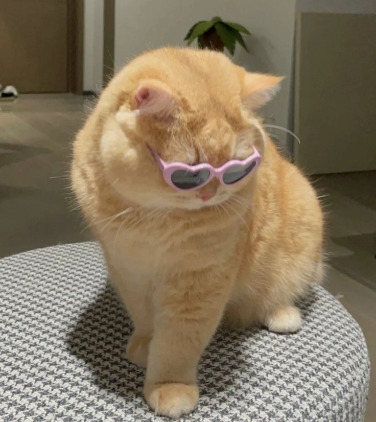 cute kitten pic for whatsapp dp