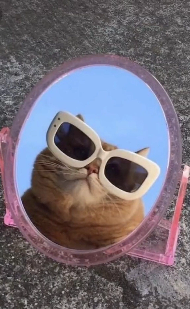 cute kitten dp for lovers 