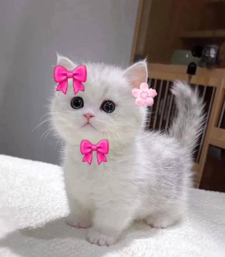dp for whatsapp profile kitten