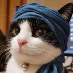 610+ Cute Kitten Images for DP on WhatsApp, Instagram & FB