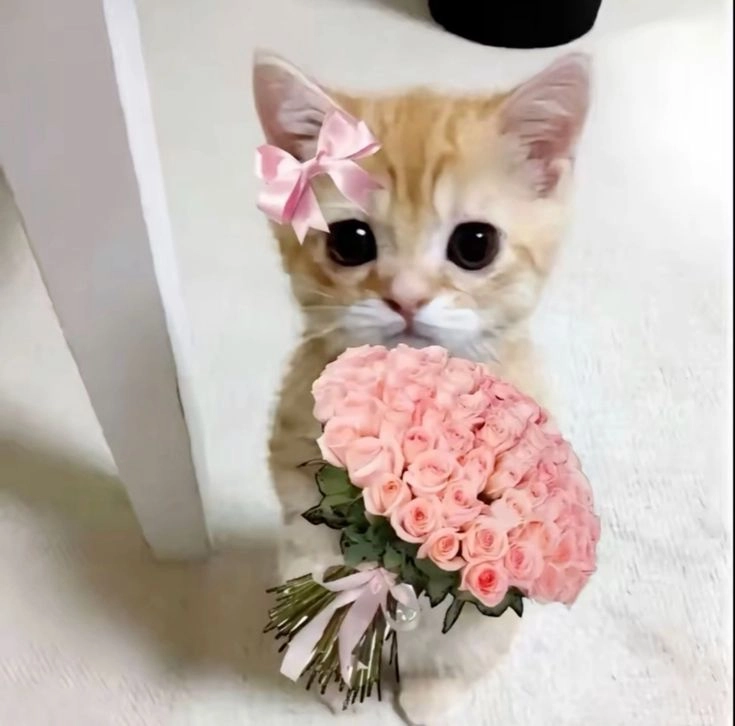 hd cute kitten wallpaper for dp 