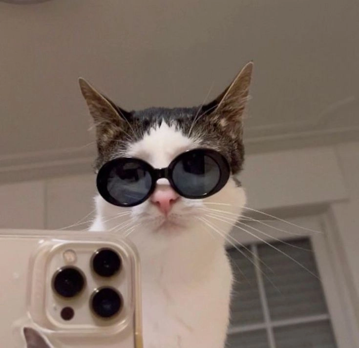 cute kitten dp for boys 