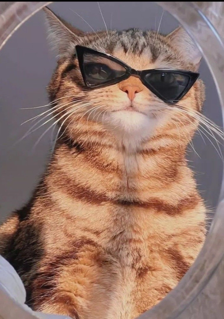 kitten dp for girls 