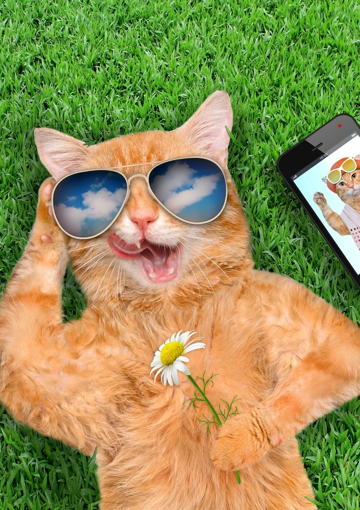 cartoon kitten dp 