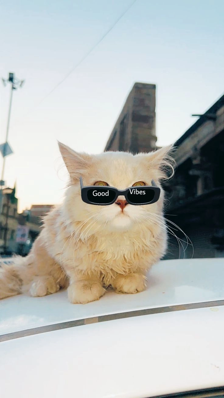 aesthetic kitten dp 