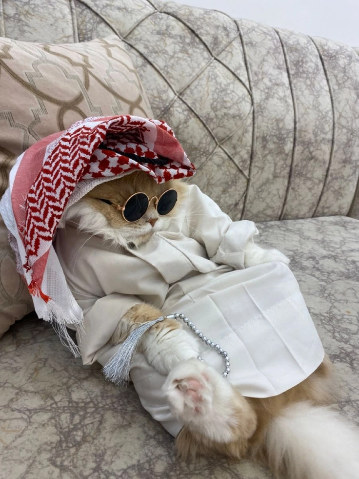 kitten photo for whatsapp dp 