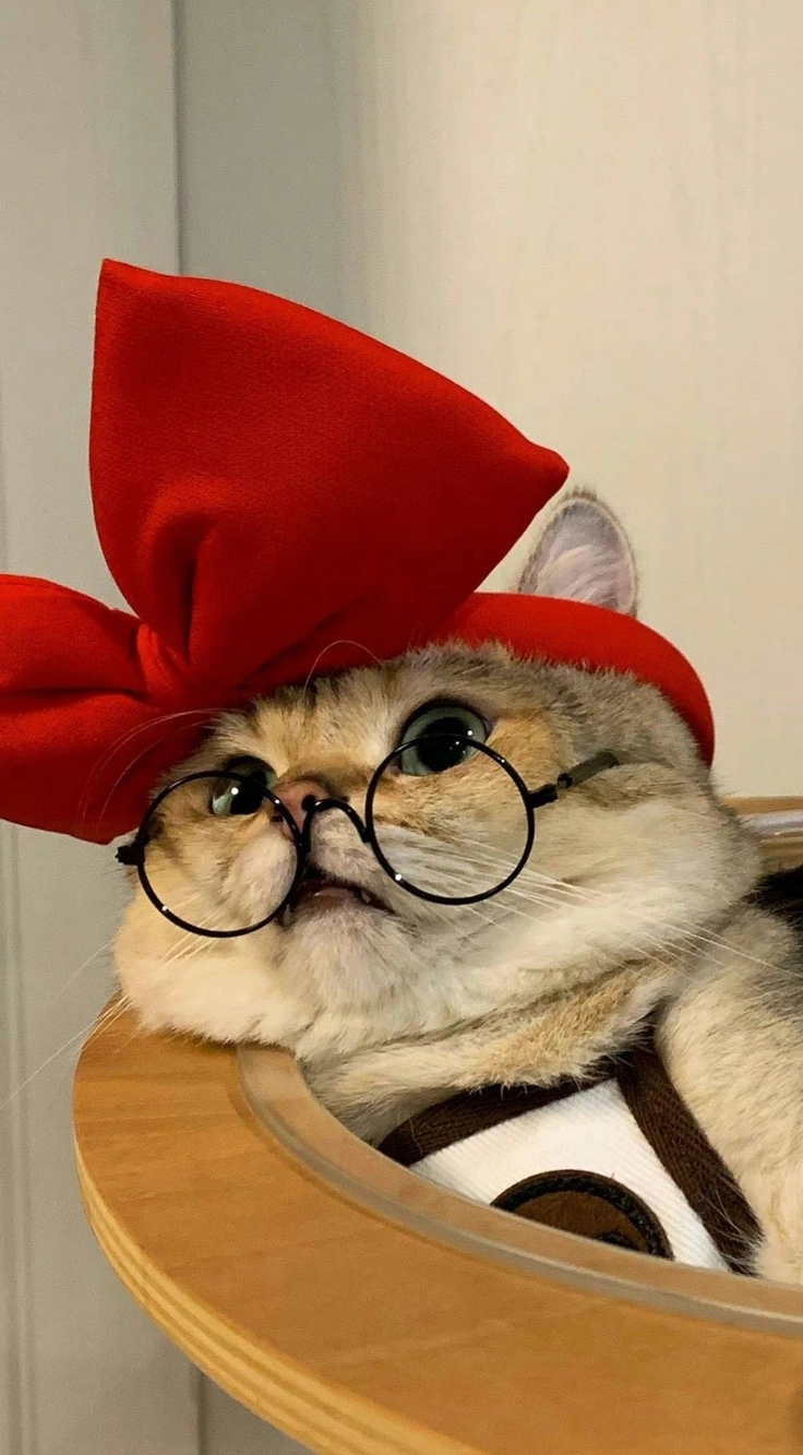 dp with cute kitten and text 