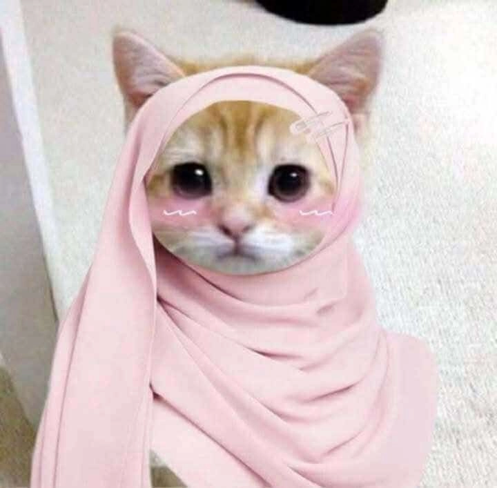 funny kitten dp 