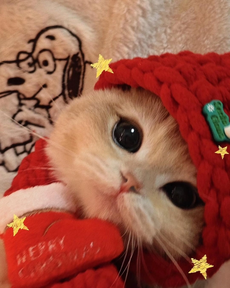 fancy kitten girl dp 