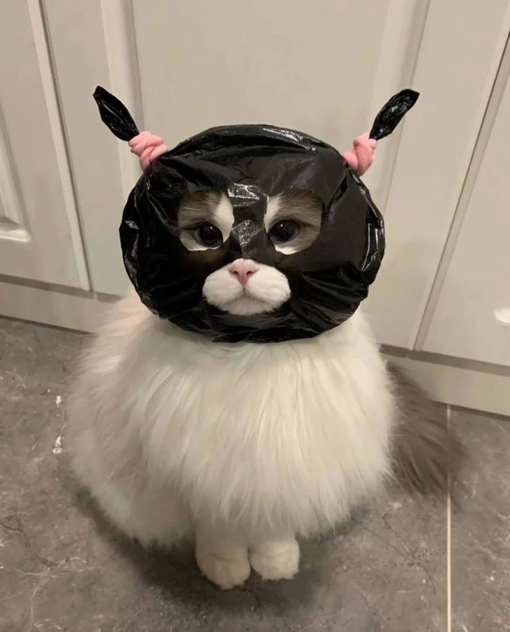 cute animated kitten dp 